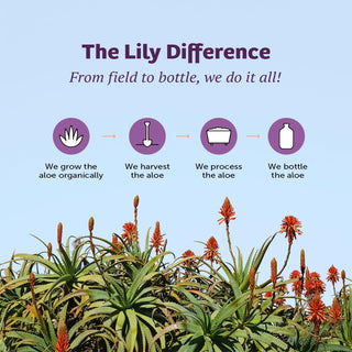 Whole Leaf Filtered Aloe Vera Juice