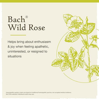 Bach Original Flower Remedies, Wild Rose for Enthusiasm (Non-Alcohol Formula), 10mL Dropper